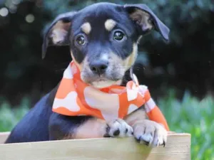 Cachorro raça  idade 2 a 6 meses nome Juca