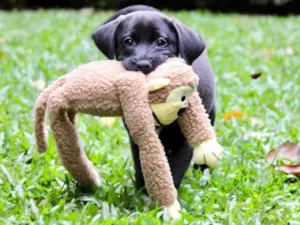 Cachorro raça  idade 2 a 6 meses nome Pateta