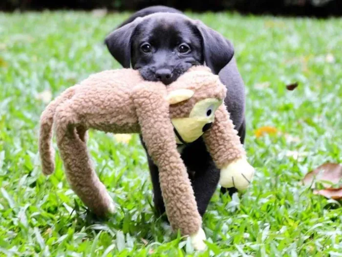 Cachorro ra a  idade 2 a 6 meses nome Pateta