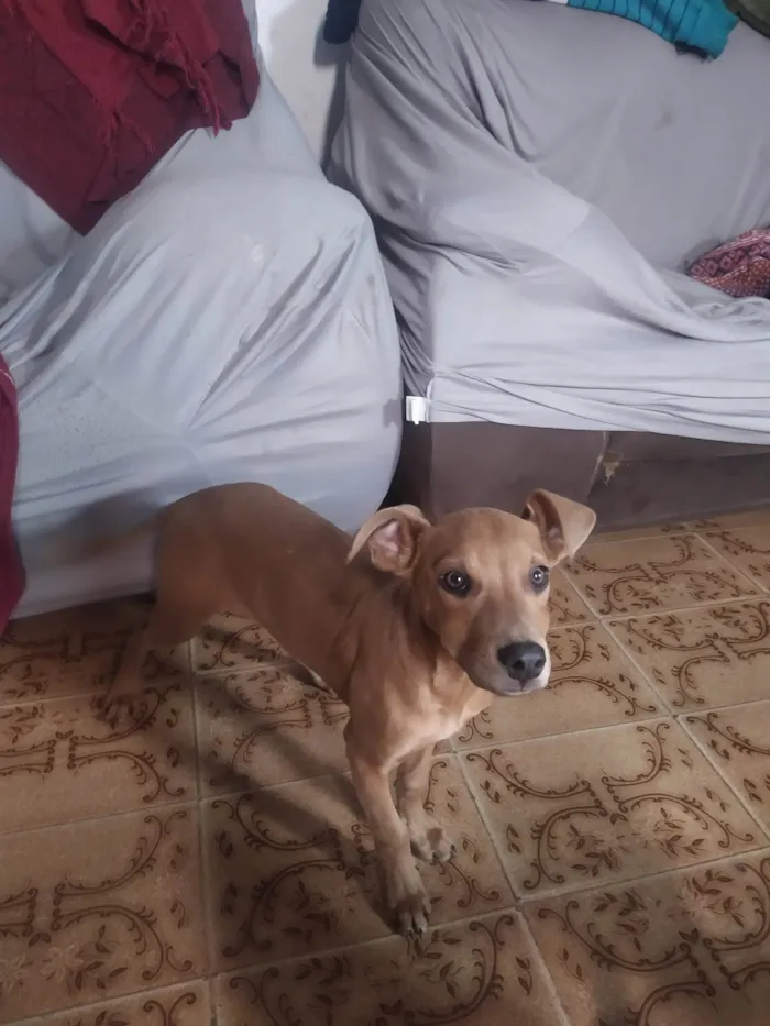 Cachorro ra a SRD-ViraLata idade 2 a 6 meses nome Sem nom definido 