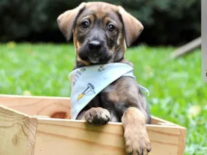 Cachorro raça  idade 2 a 6 meses nome Bidu