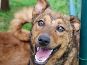 Cachorro raça  idade 2 anos nome Raika