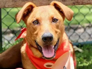 Cachorro raça  idade 1 ano nome Pluto