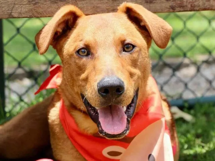 Cachorro ra a  idade 1 ano nome Pluto