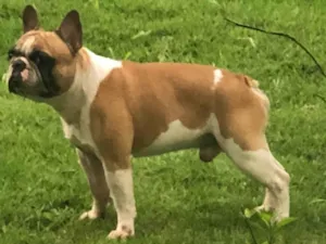 Cachorro raça Bulldog francês idade 6 ou mais anos nome Harry