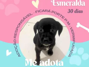 Cachorro raça Srd idade Abaixo de 2 meses nome Filhotes