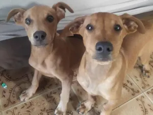 Cachorro raça SRD-ViraLata idade 2 a 6 meses nome Sem nom definido 