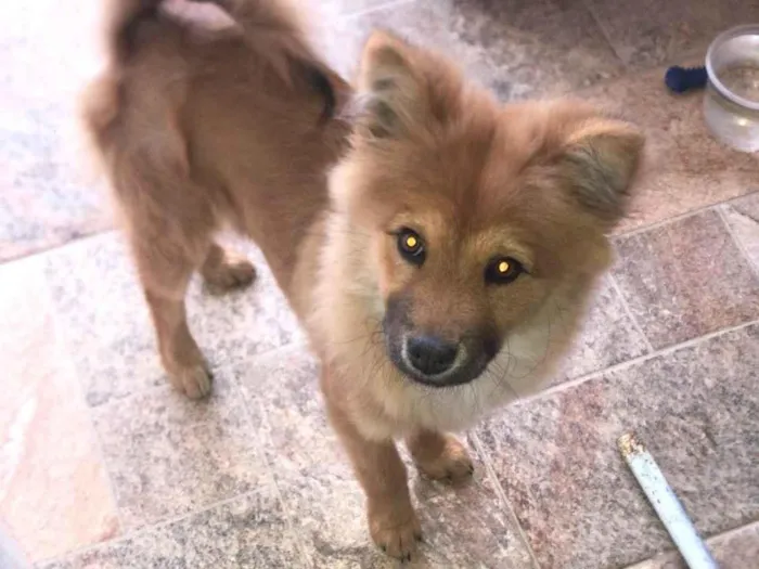 Cachorro ra a Splits alemão com chow chow idade 2 a 6 meses nome Maia