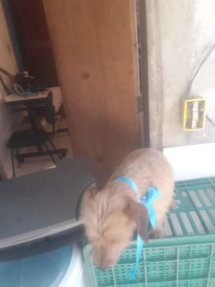 Cachorro ra a Indefinida idade 7 a 11 meses nome Scub e estrela