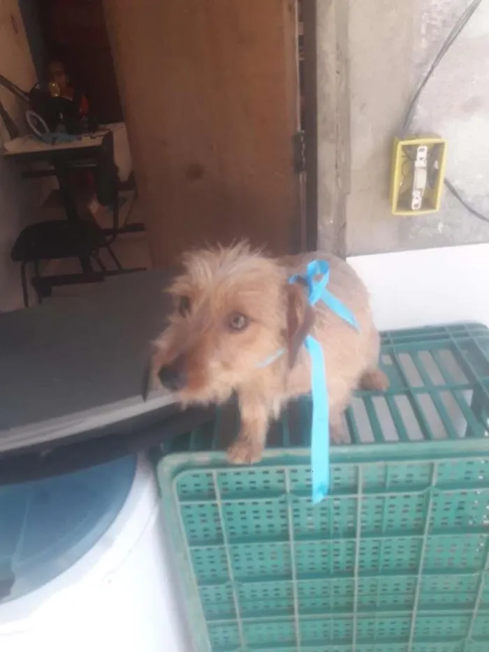 Cachorro ra a Indefinida idade 7 a 11 meses nome Scub e estrela