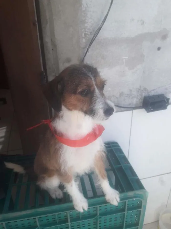 Cachorro ra a Indefinida idade 7 a 11 meses nome Scub e estrela