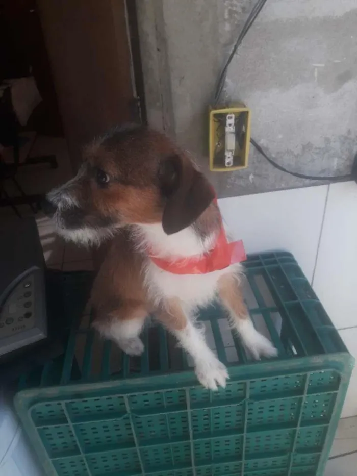 Cachorro ra a Indefinida idade 7 a 11 meses nome Scub e estrela