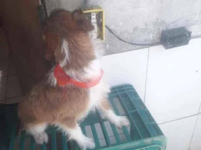 Cachorro ra a Indefinida idade 7 a 11 meses nome Scub e estrela