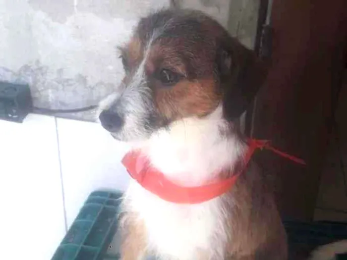 Cachorro ra a Indefinida idade 7 a 11 meses nome Scub e estrela