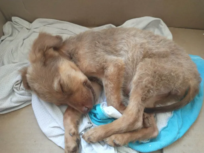 Cachorro ra a Vira lata idade 2 a 6 meses nome Sem nome