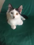 floquinho