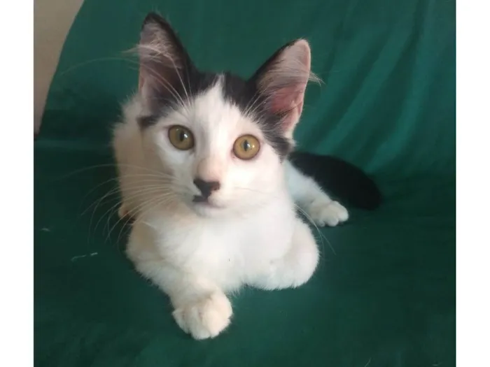 Gato ra a  idade 2 a 6 meses nome floquinho 