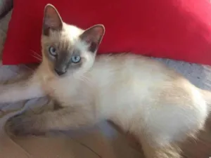 Gato raça  idade 2 a 6 meses nome fofo