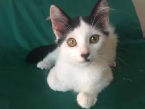Gato raça  idade 2 a 6 meses nome floquinho 