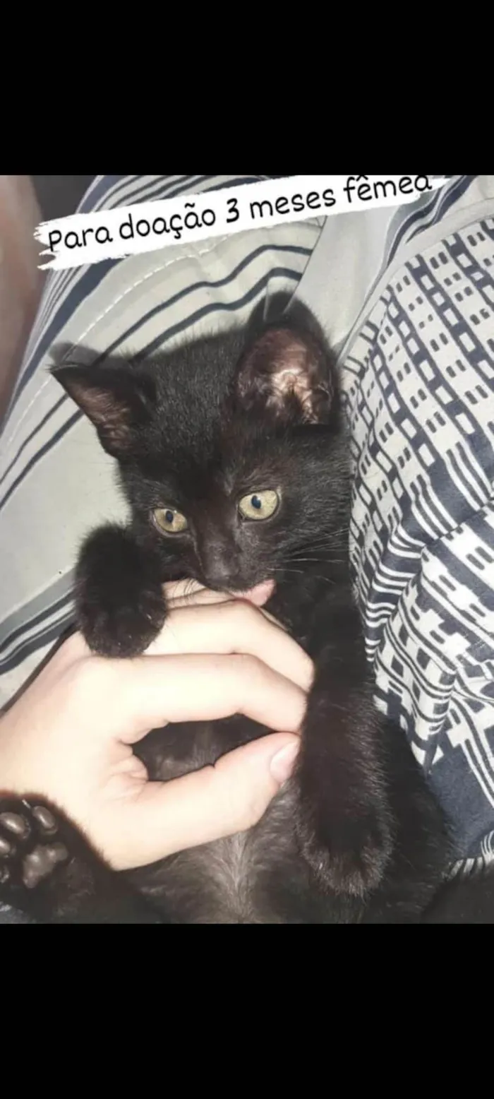 Gato ra a SRD idade 2 a 6 meses nome Gatinhas