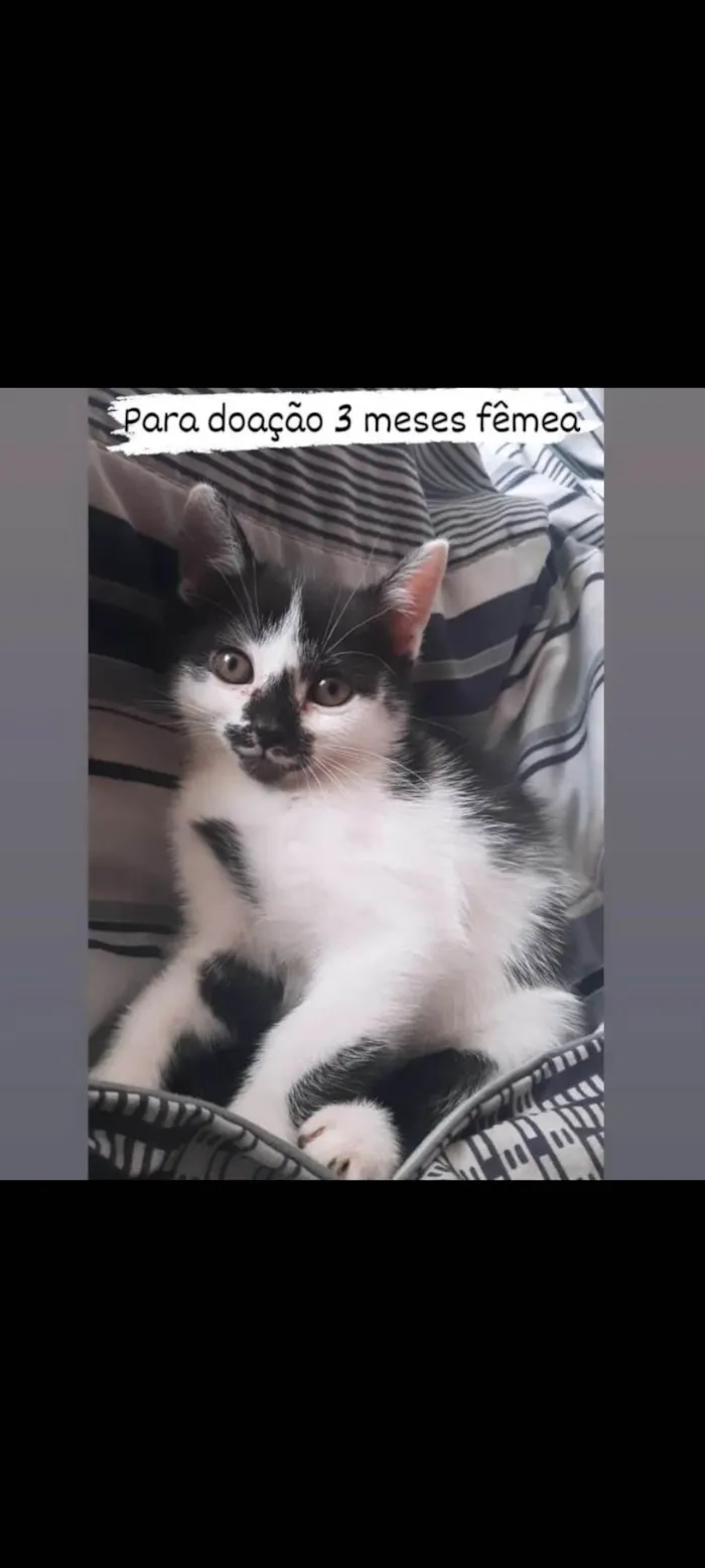 Gato ra a SRD idade 2 a 6 meses nome Gatinhas
