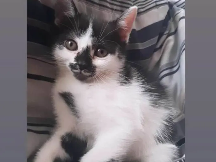 Gato ra a SRD idade 2 a 6 meses nome Gatinhas