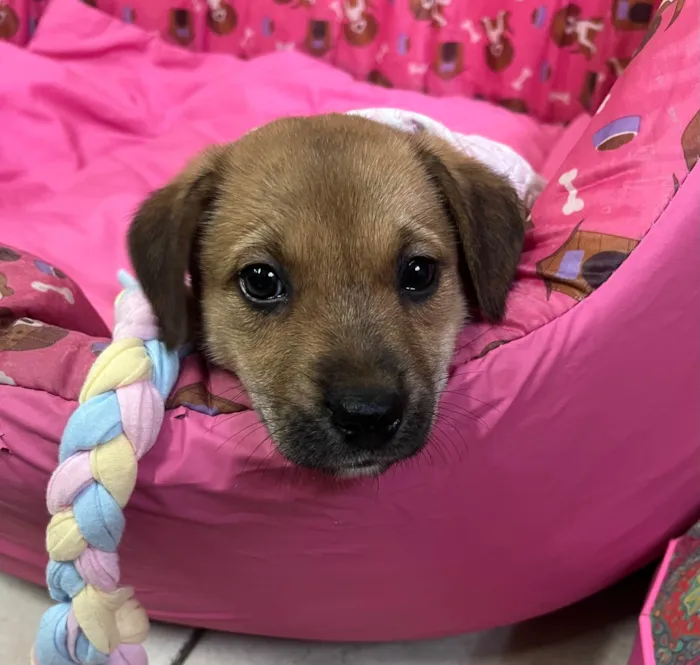 Cachorro ra a SRD-ViraLata idade Abaixo de 2 meses nome Dani