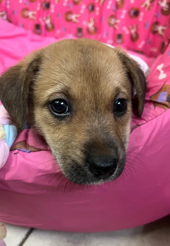 Cachorro ra a SRD-ViraLata idade Abaixo de 2 meses nome Dani