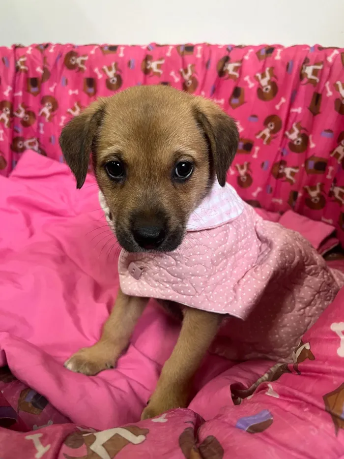 Cachorro ra a SRD-ViraLata idade Abaixo de 2 meses nome Dani