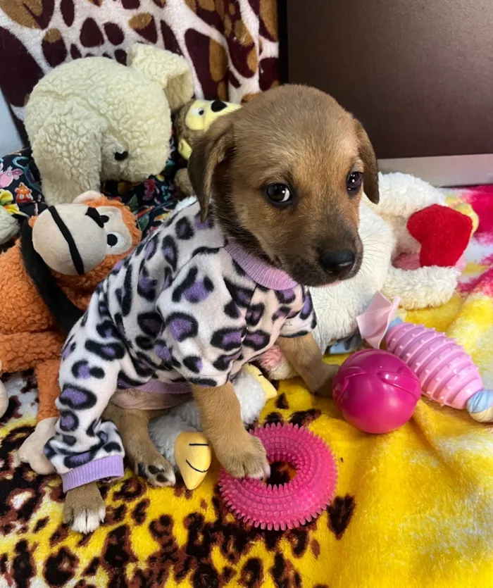 Cachorro ra a SRD-ViraLata idade Abaixo de 2 meses nome Dani