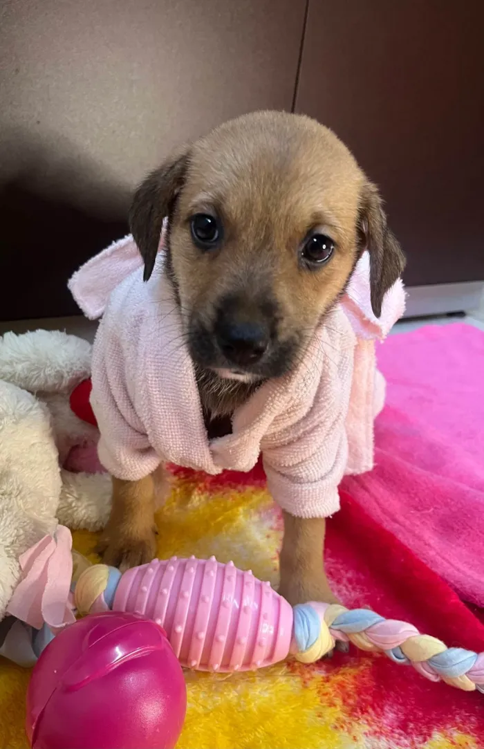Cachorro ra a SRD-ViraLata idade Abaixo de 2 meses nome Dani