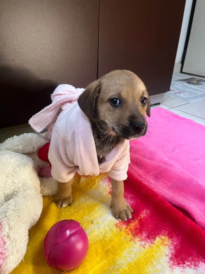 Cachorro ra a SRD-ViraLata idade Abaixo de 2 meses nome Dani
