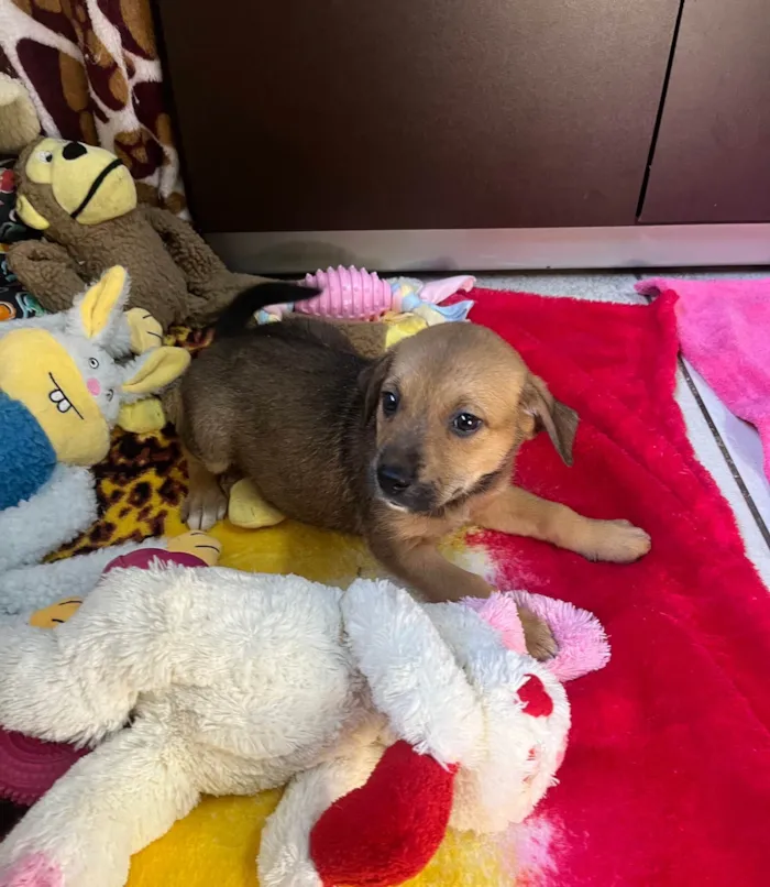 Cachorro ra a SRD-ViraLata idade Abaixo de 2 meses nome Dani