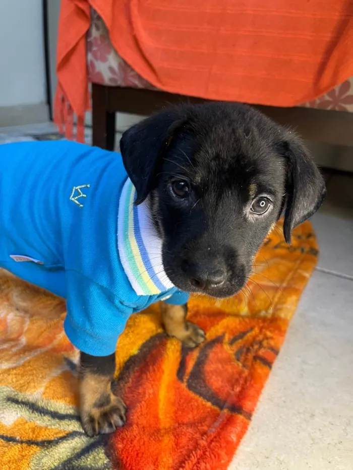 Cachorro ra a SRD-ViraLata idade Abaixo de 2 meses nome Dengo