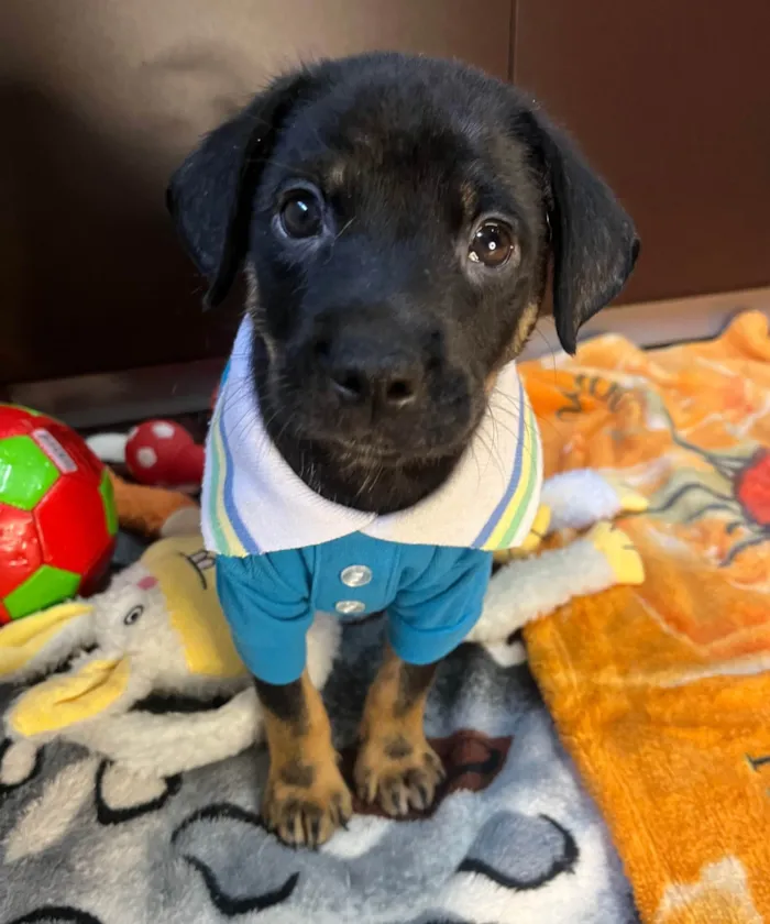 Cachorro ra a SRD-ViraLata idade Abaixo de 2 meses nome Dengo