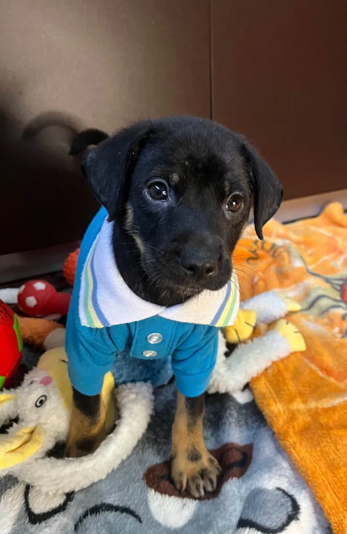 Cachorro ra a SRD-ViraLata idade Abaixo de 2 meses nome Dengo