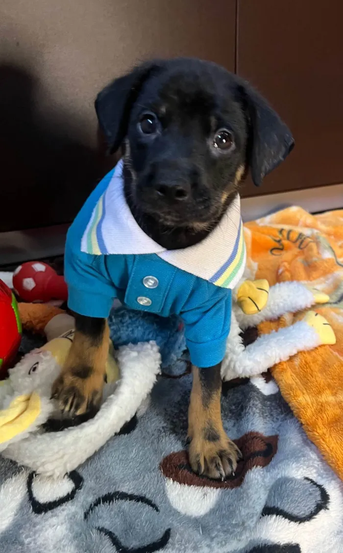 Cachorro ra a SRD-ViraLata idade Abaixo de 2 meses nome Dengo