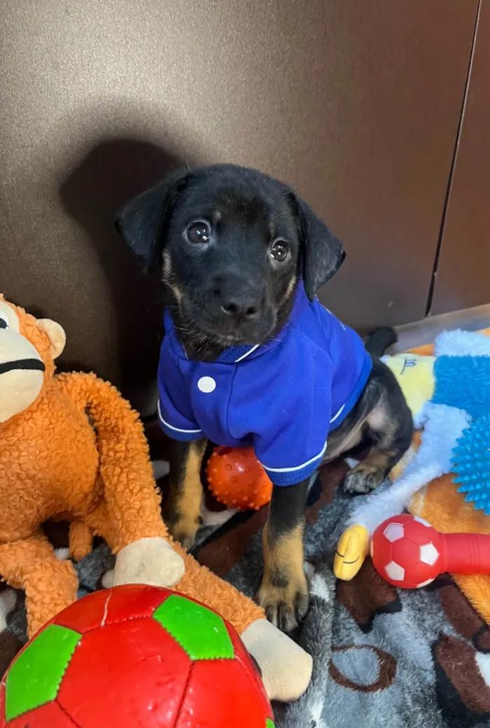 Cachorro ra a SRD-ViraLata idade Abaixo de 2 meses nome Dengo