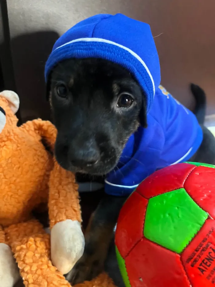 Cachorro ra a SRD-ViraLata idade Abaixo de 2 meses nome Dengo