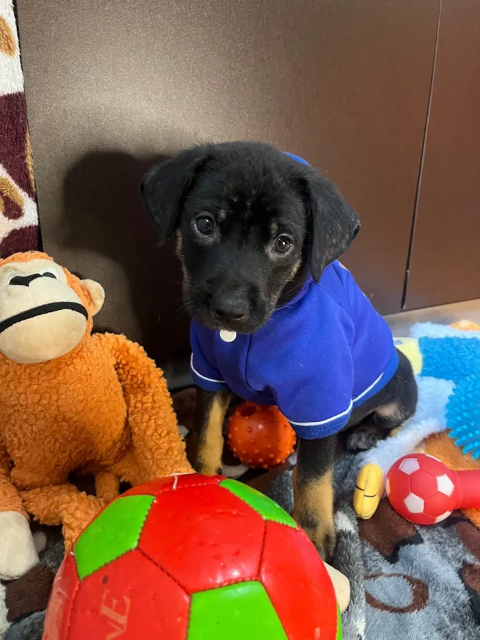 Cachorro ra a SRD-ViraLata idade Abaixo de 2 meses nome Dengo