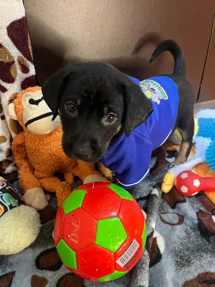 Cachorro ra a SRD-ViraLata idade Abaixo de 2 meses nome Dengo