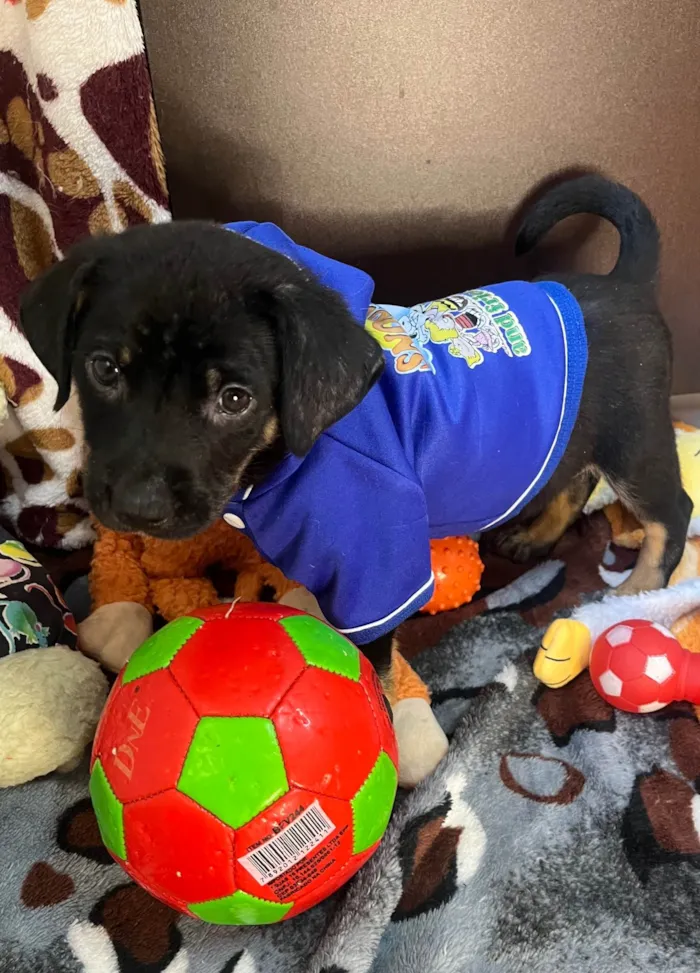 Cachorro ra a SRD-ViraLata idade Abaixo de 2 meses nome Dengo