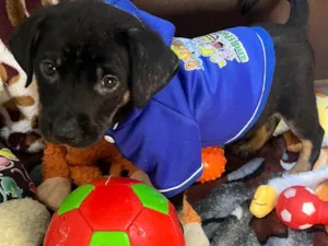 Cachorro raça SRD-ViraLata idade Abaixo de 2 meses nome Dengo