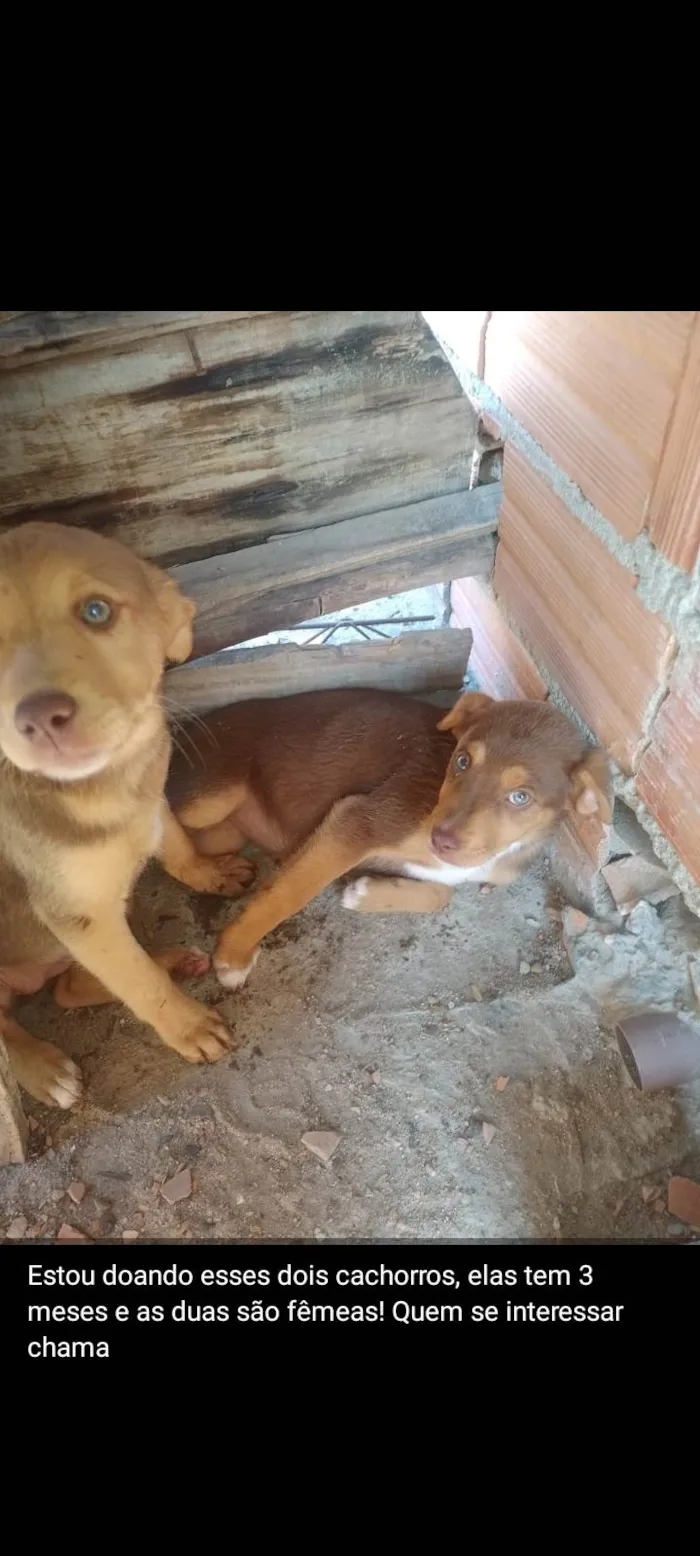 Cachorro ra a SRD-ViraLata idade 2 a 6 meses nome Fefe