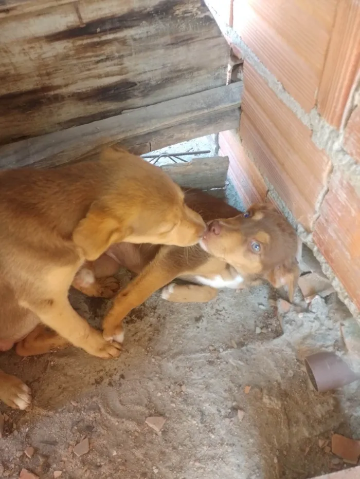 Cachorro ra a SRD-ViraLata idade 2 a 6 meses nome Fefe