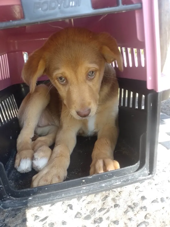 Cachorro ra a SRD-ViraLata idade 2 a 6 meses nome Fefe