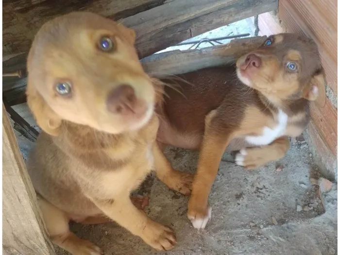 Cachorro ra a SRD-ViraLata idade 2 a 6 meses nome Fefe