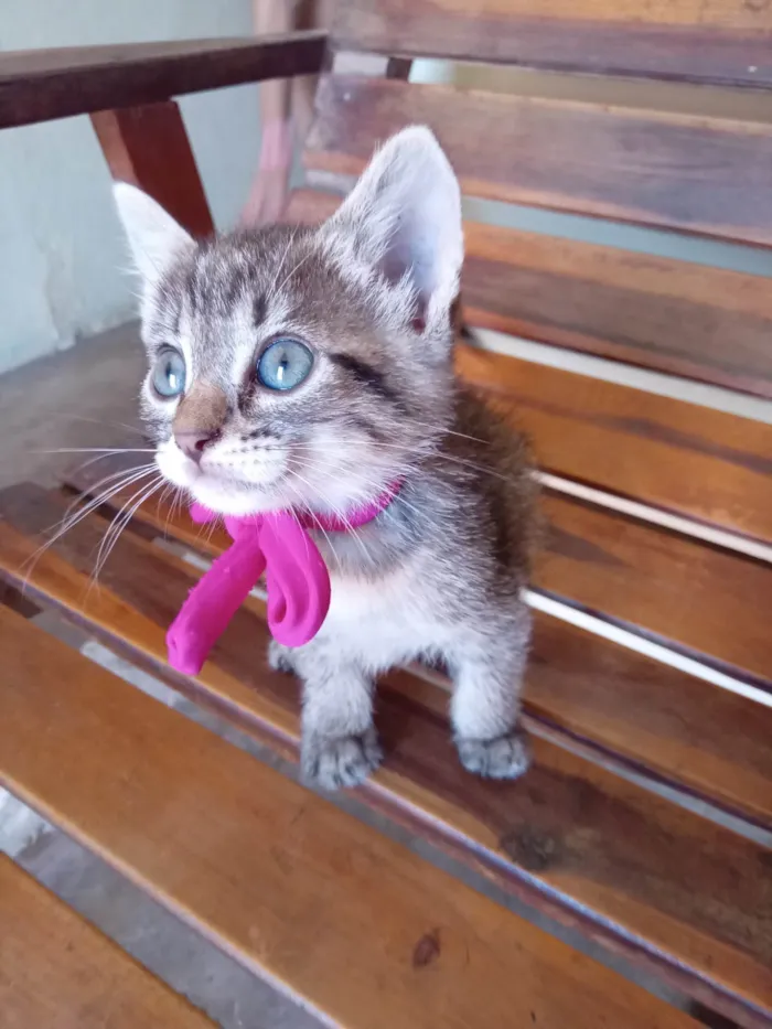 Gato ra a Tigresa peluda idade 2 a 6 meses nome Milu