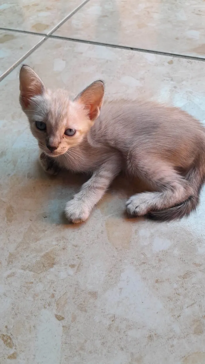 Gato ra a Comum idade 2 a 6 meses nome Ploc