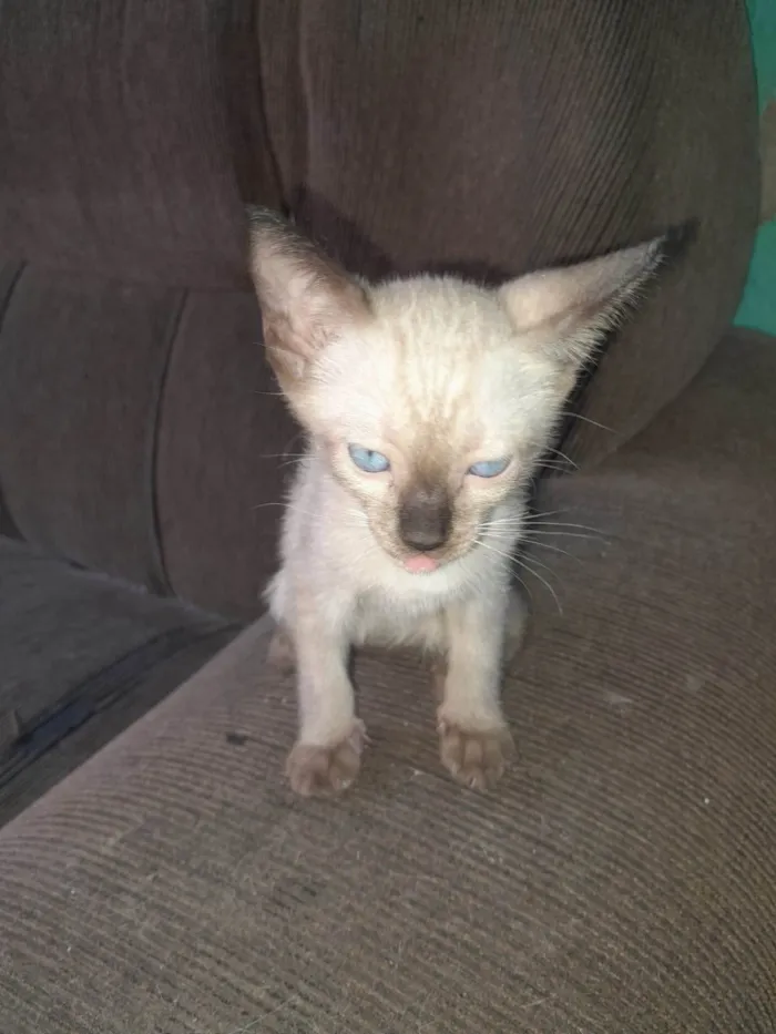 Gato ra a Comum idade 2 a 6 meses nome Ploc